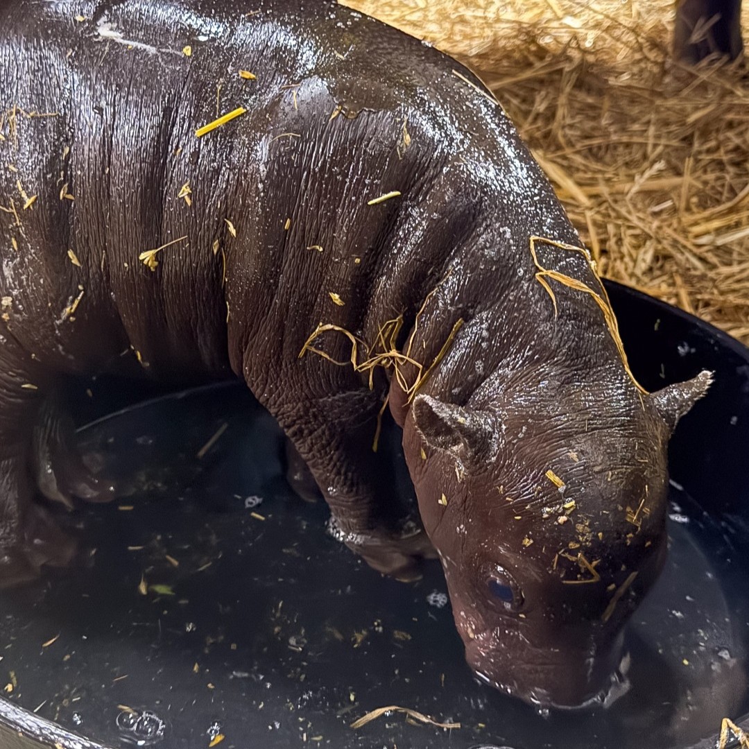 Maple the baby pygmy hippo, photo 8