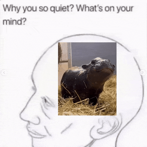 Maple the pygmy hippo GIF 5