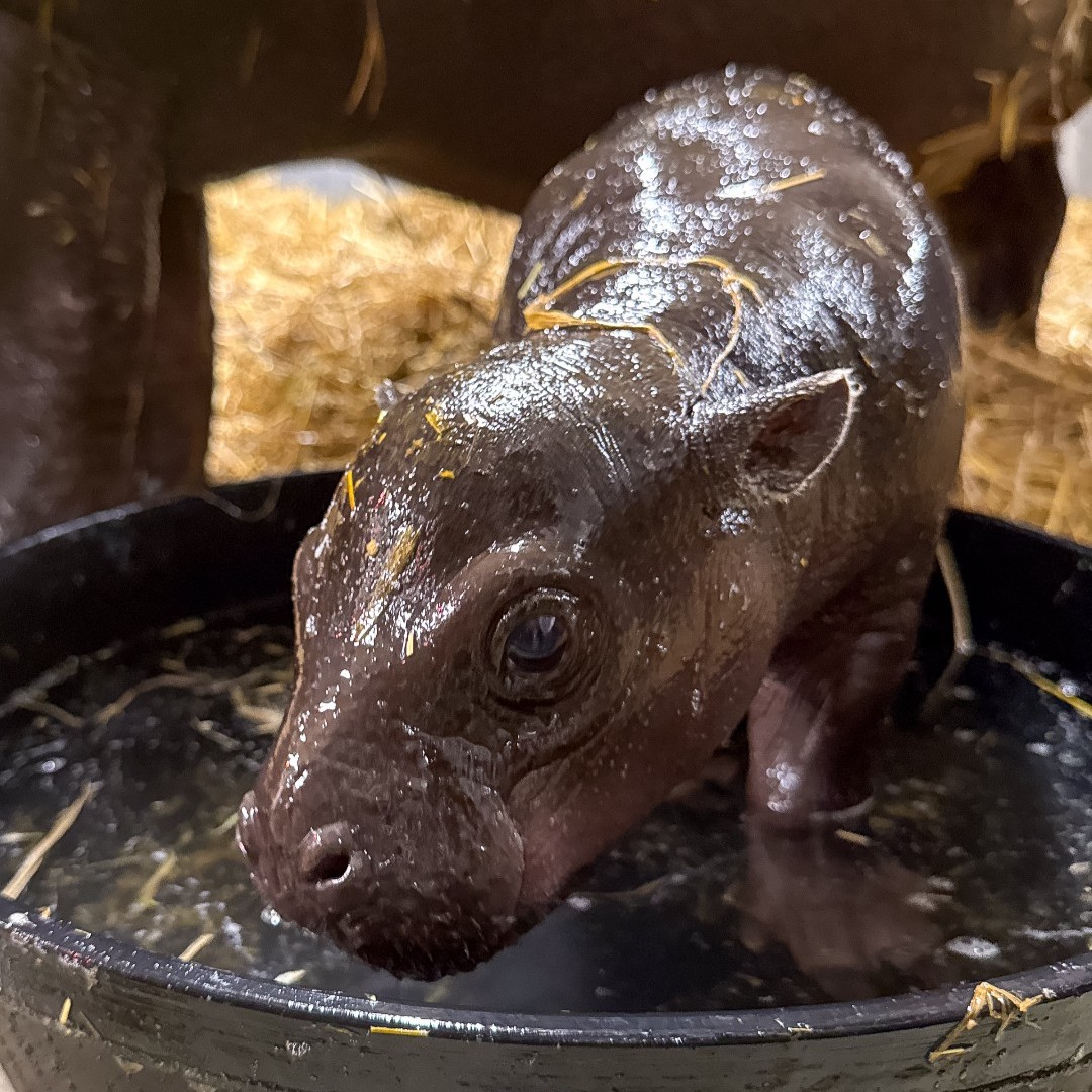 Maple the baby pygmy hippo, photo 9
