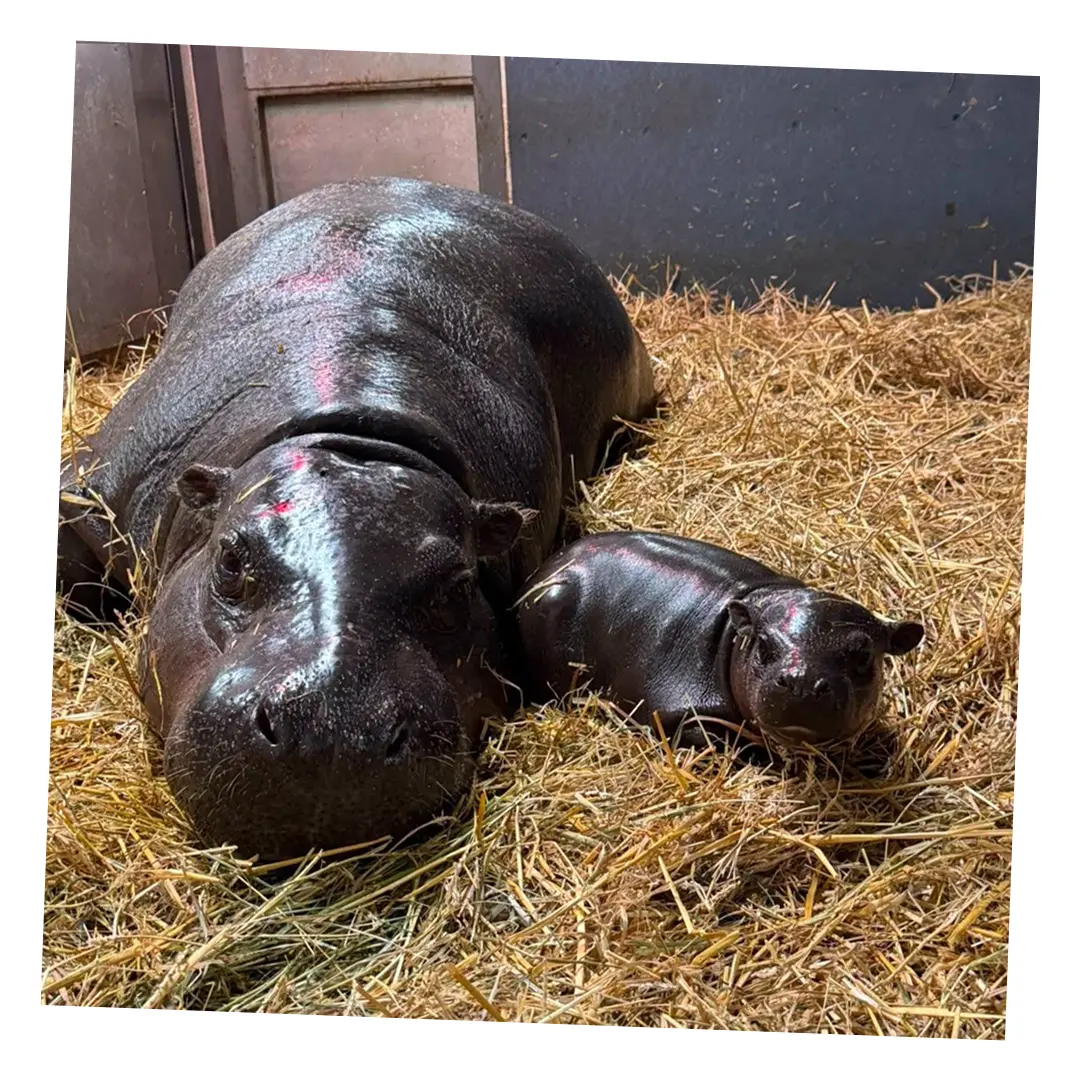 Maple the baby pygmy hippo, photo 5