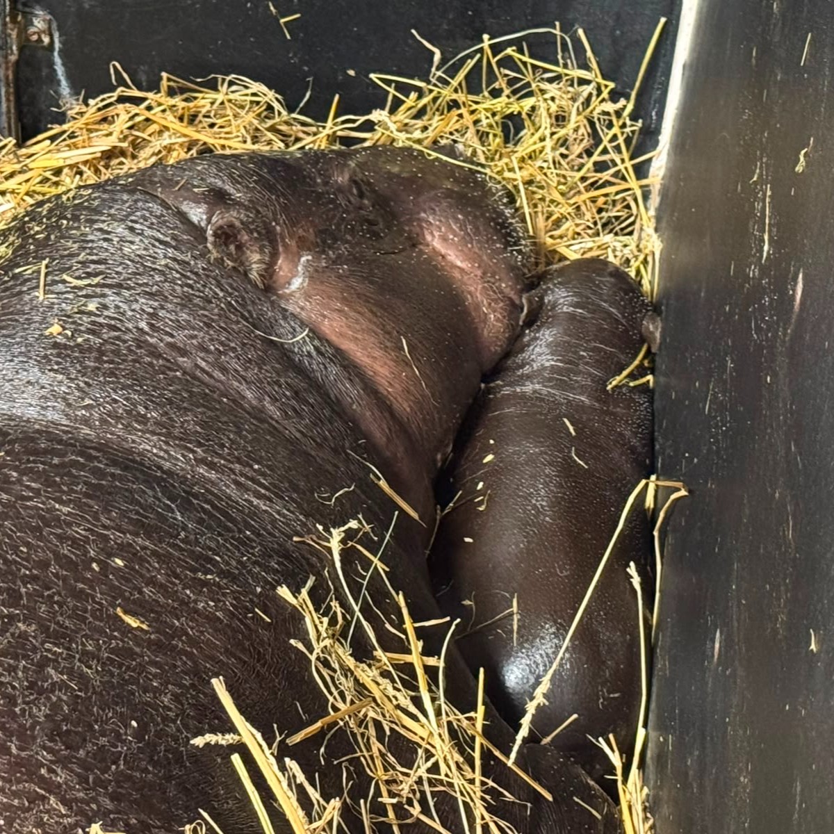 Maple the baby pygmy hippo, photo 7