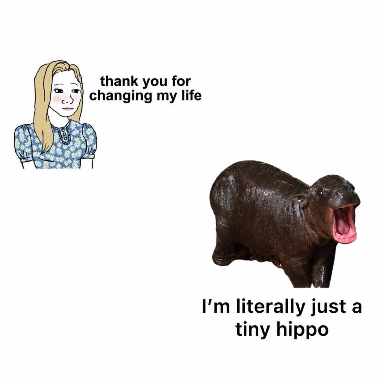Maple the pygmy hippo meme 11