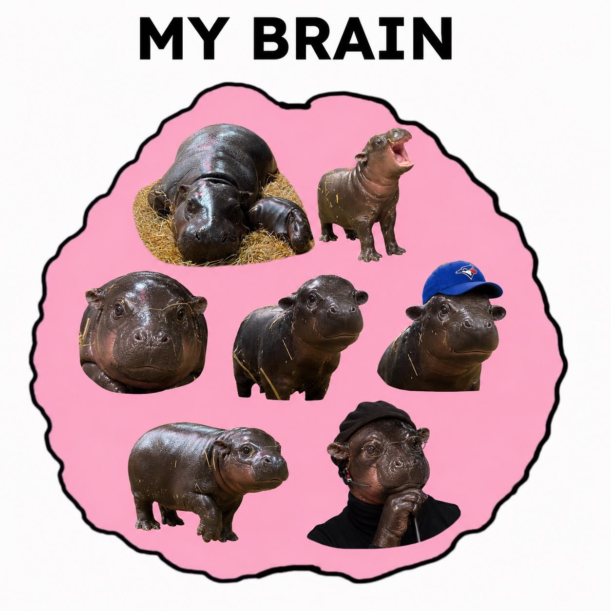 Maple the pygmy hippo meme 18
