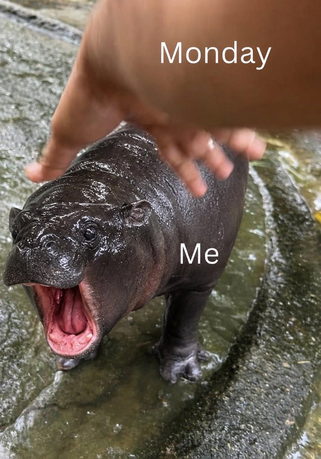 Maple the pygmy hippo meme 6