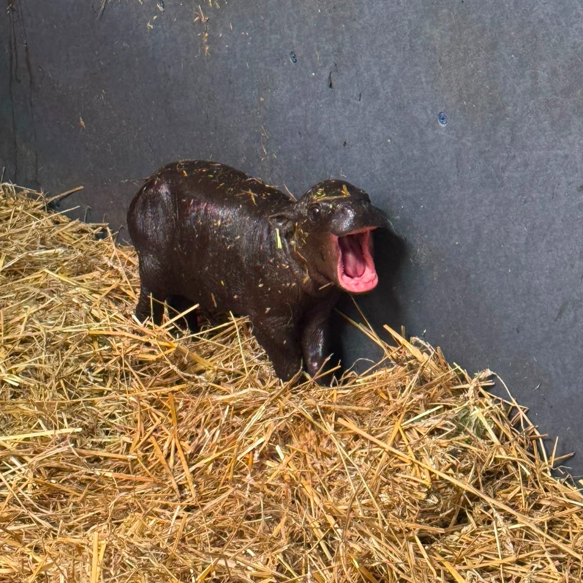 Maple the baby pygmy hippo, photo 6