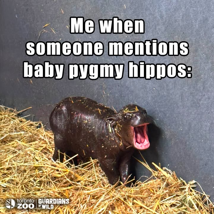 Maple the pygmy hippo meme 4