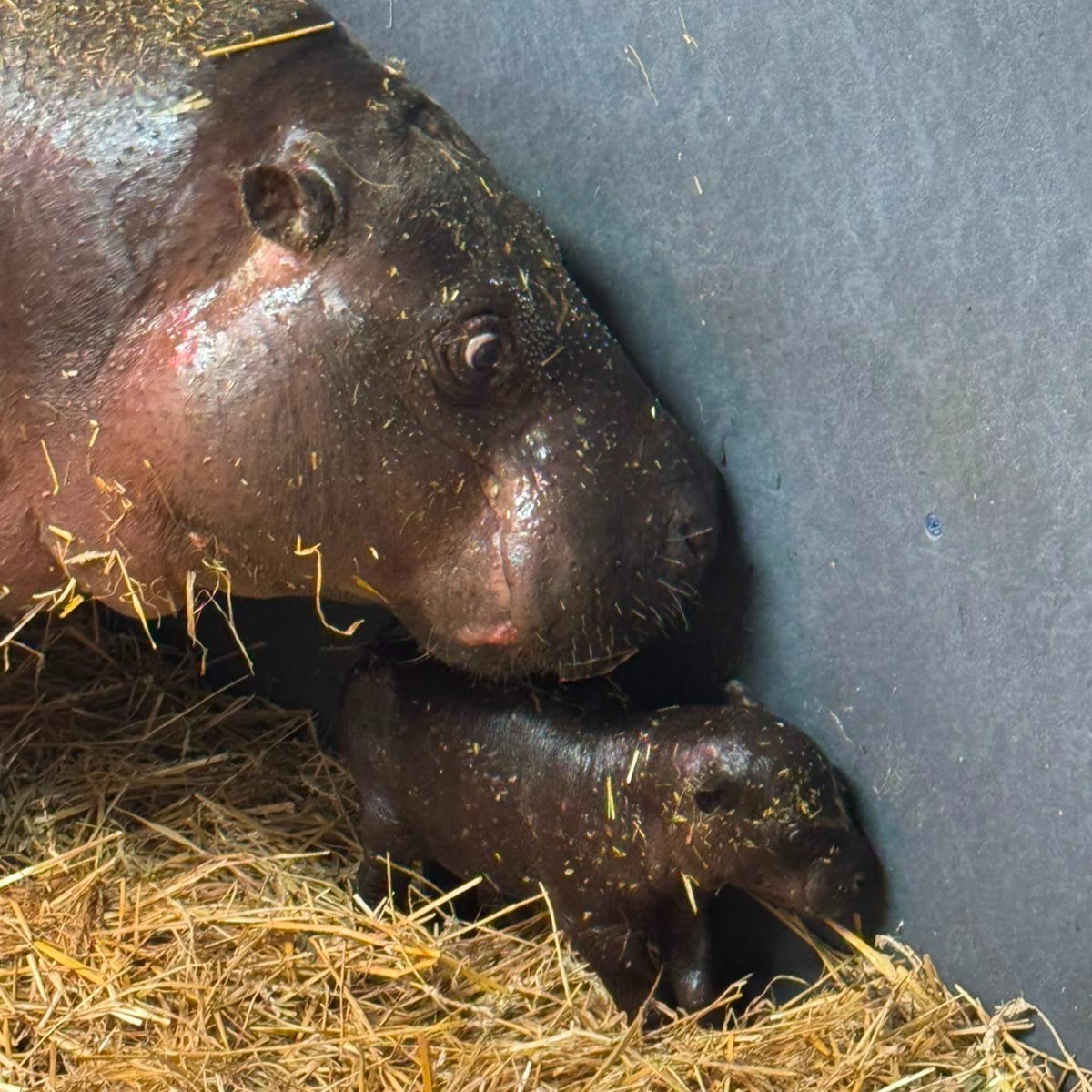 Maple the baby pygmy hippo, photo 10
