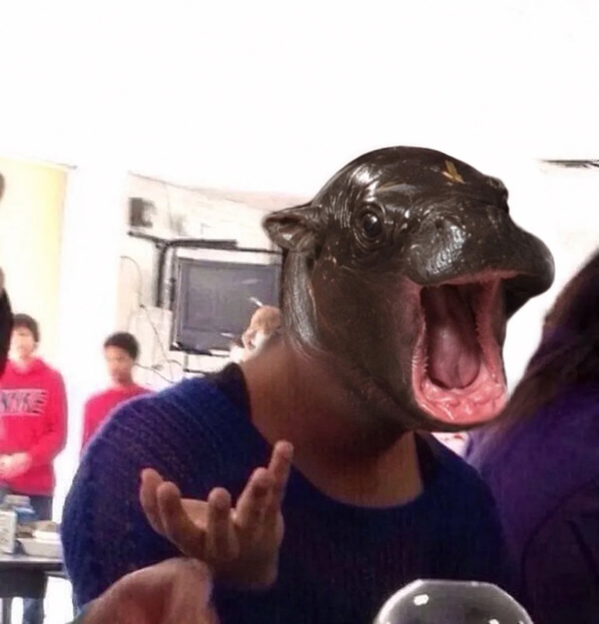 Maple the pygmy hippo meme 9