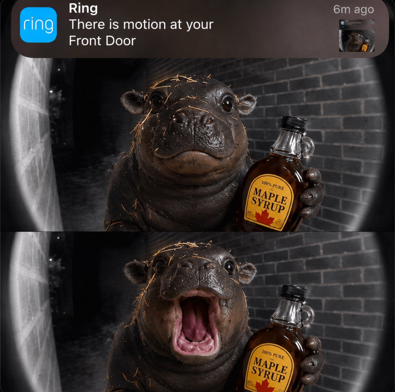 Maple the pygmy hippo meme 12